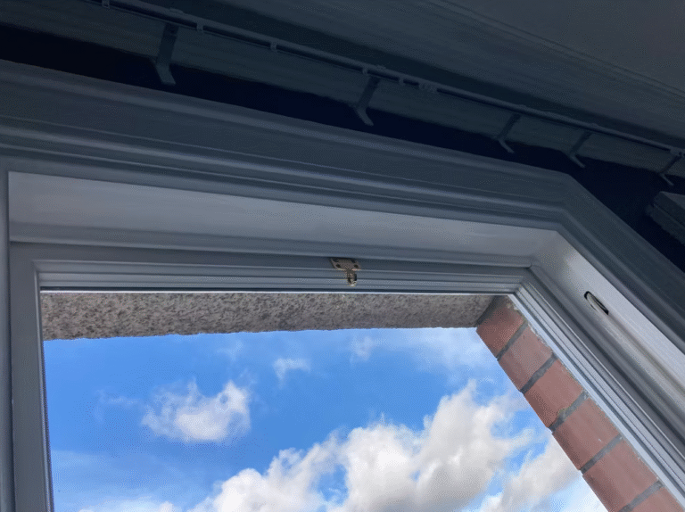 Screenshot 2025-04-29 221950